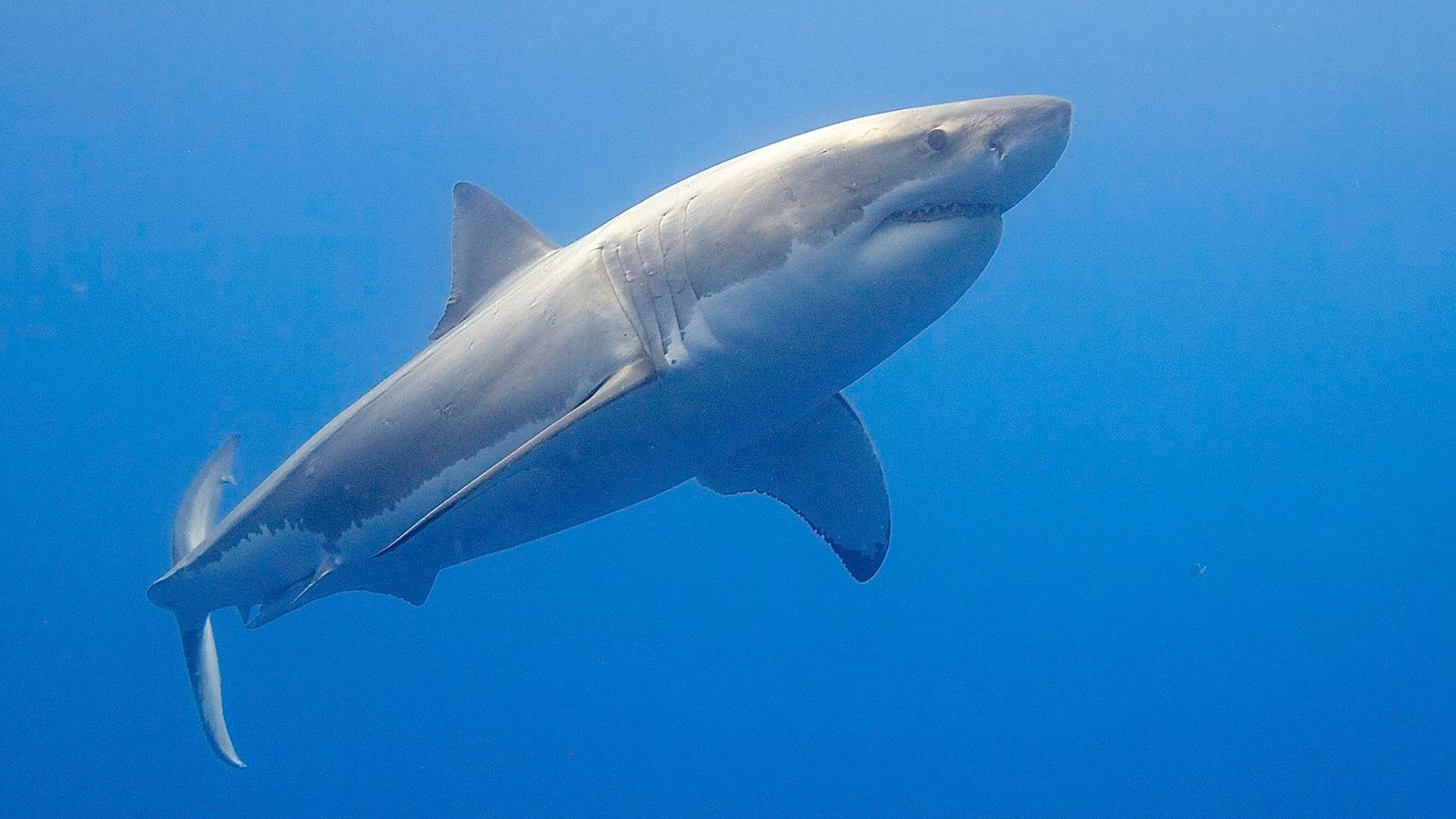 9.大白鲨