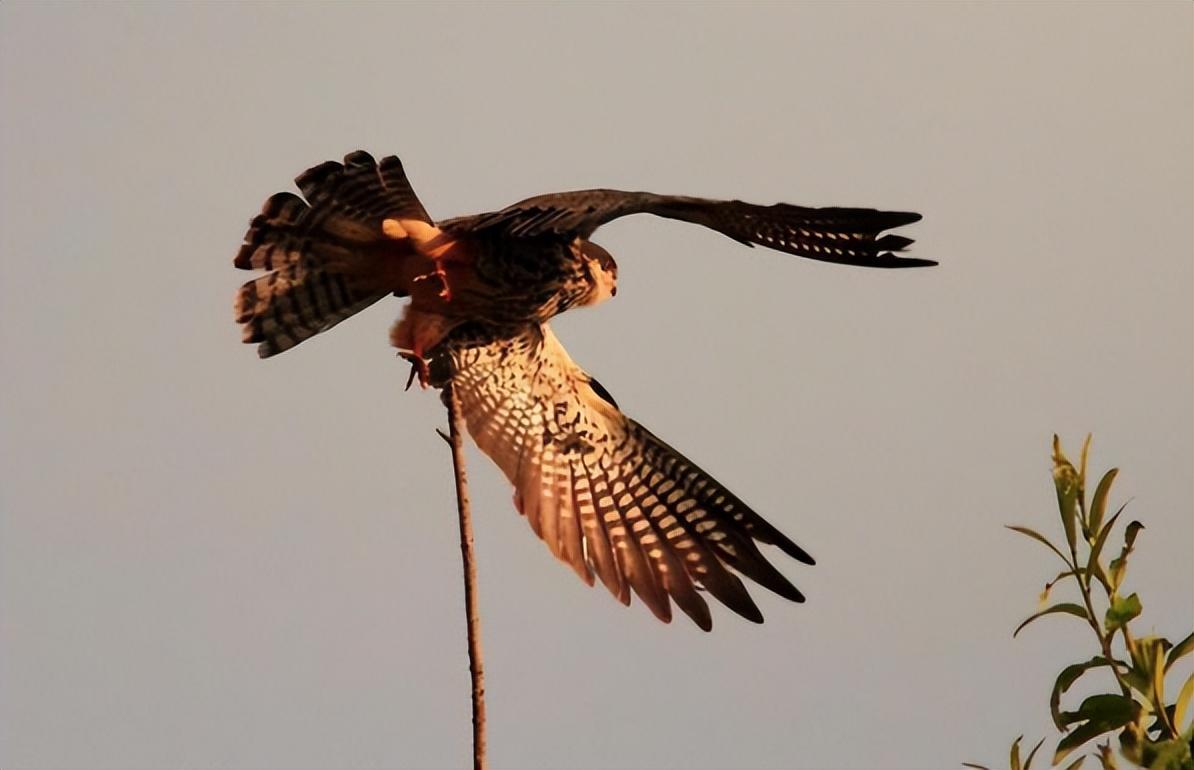 山东海岛成鸟类坟场遍地被拧下的头是谁对候鸟痛下杀手