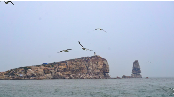 山东海岛成鸟类坟场遍地被拧下的头是谁对候鸟痛下杀手