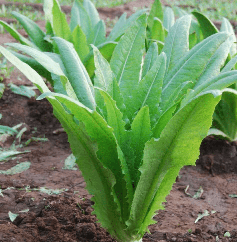 油麦菜简介图片