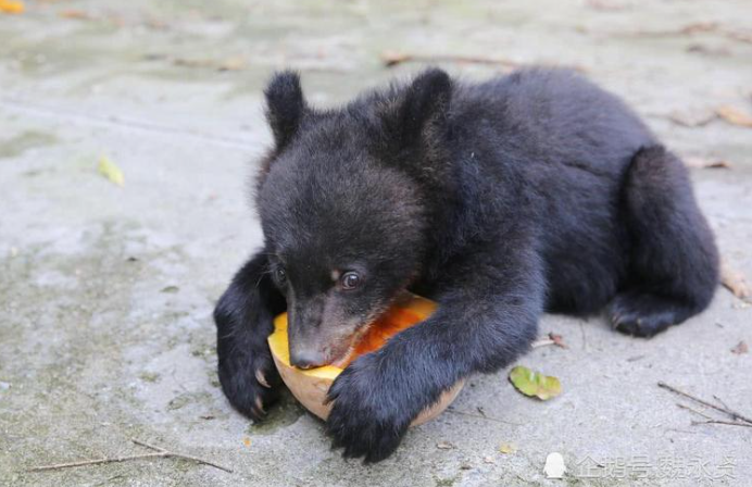 回顾男子买藏獒幼崽养越养越不对藏獒竟然站起来了