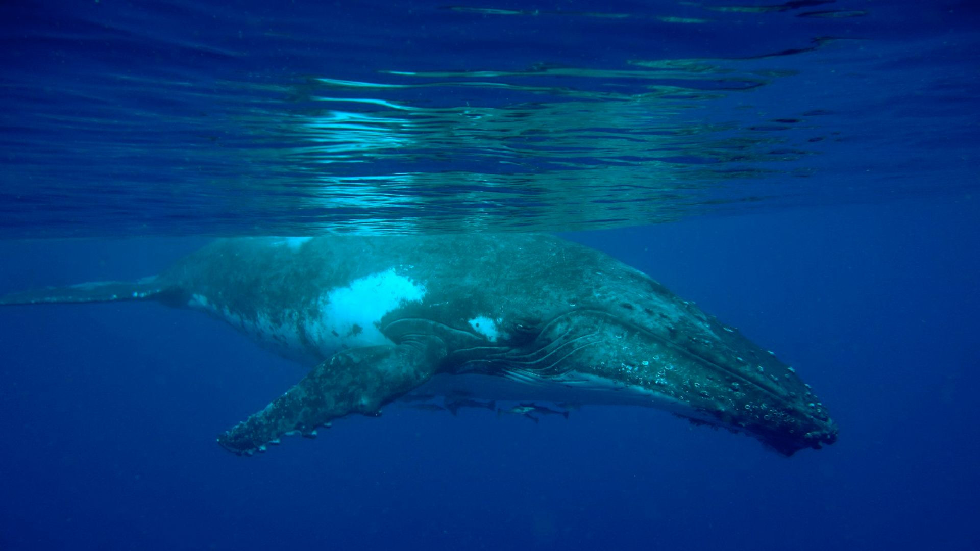 超越国界自然界最长的10次动物迁徙
