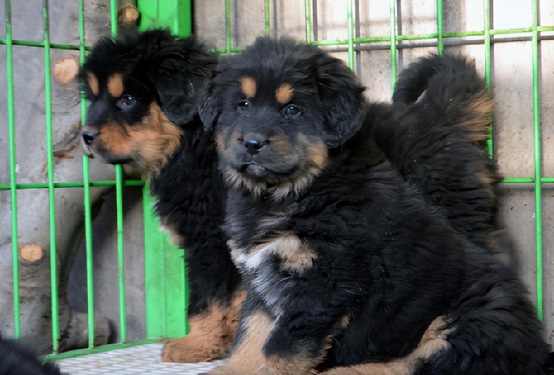 回顾男子买藏獒幼崽养越养越不对藏獒竟然站起来了