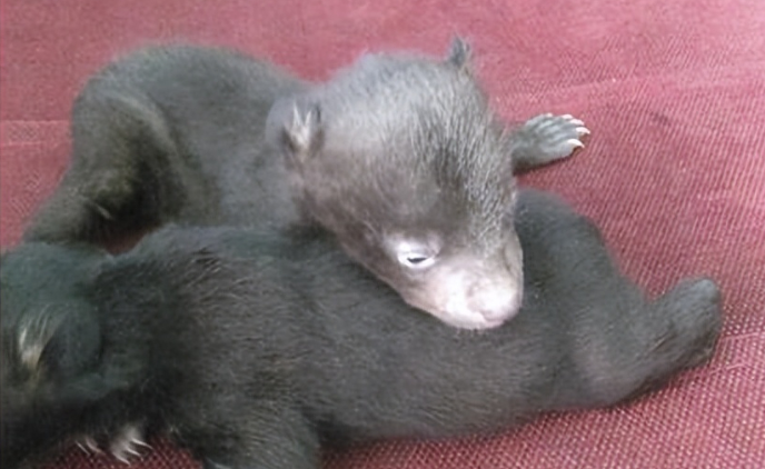 回顾男子买藏獒幼崽养越养越不对藏獒竟然站起来了