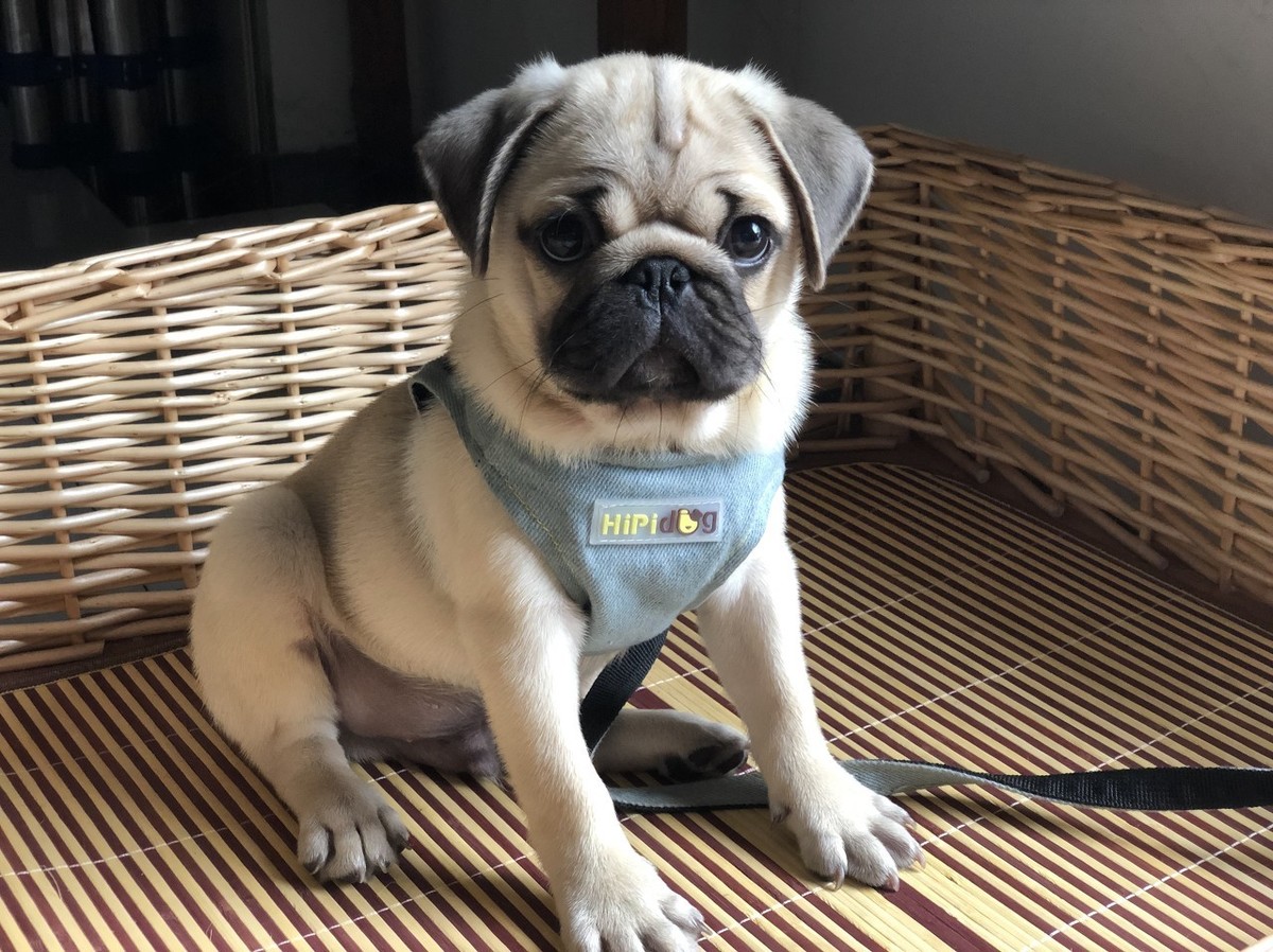 适合家里有小孩养的狗?这7种是不错的选择