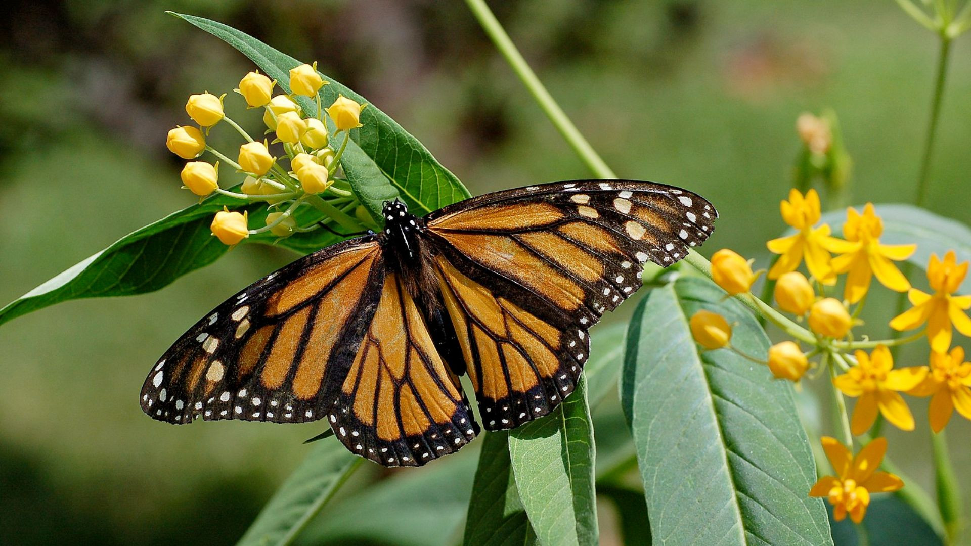 超越国界自然界最长的10次动物迁徙