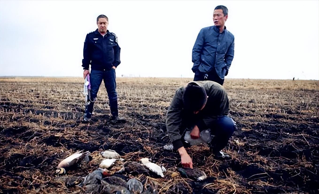 山东海岛成鸟类坟场遍地被拧下的头是谁对候鸟痛下杀手