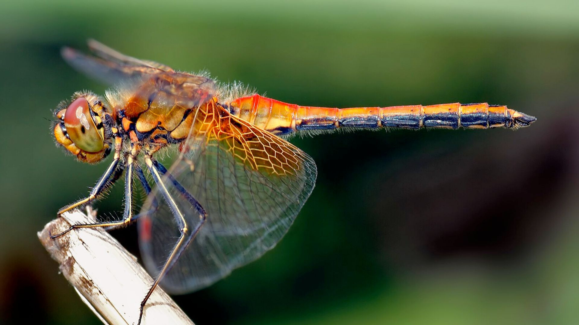 超越国界自然界最长的10次动物迁徙