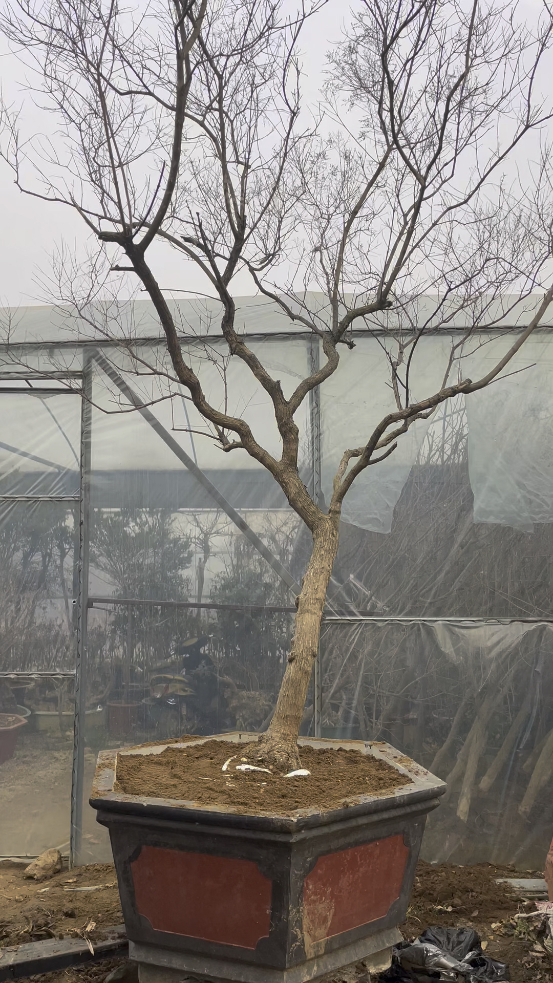 精品黄荆树一颗,家有黄荆,幸福一生.