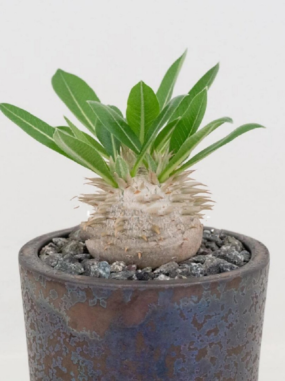 植物  91cactus91 中文学名:惠比大黑 原产地:马达加斯加岛西南部