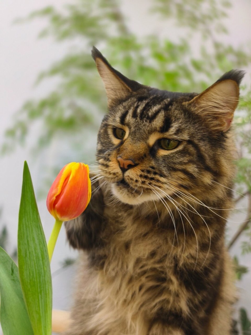 今日份的惊喜抓拍,献给咱们家那位傲娇又俏皮的小猫咪——一朵鲜艳