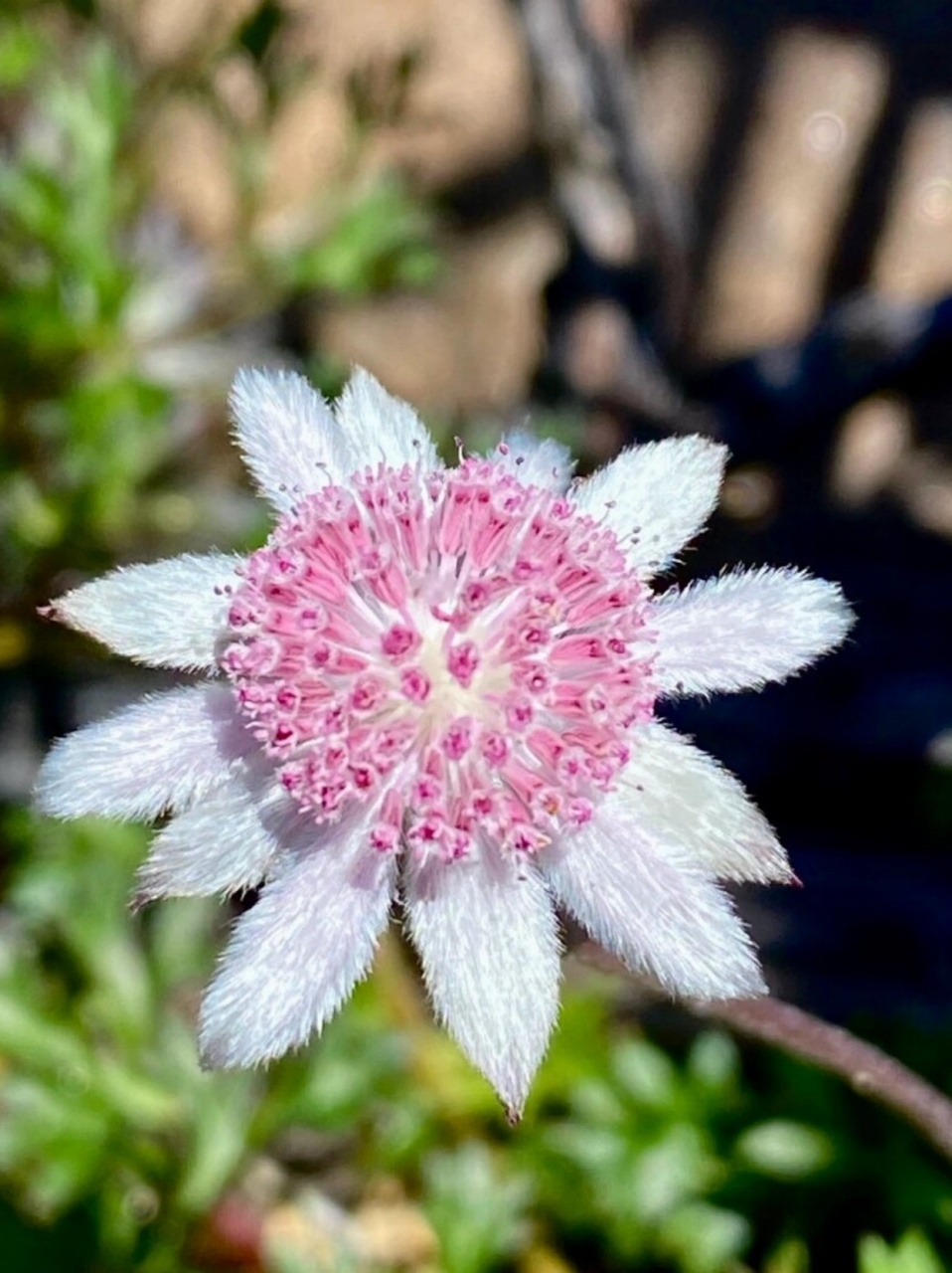 每日识花|你想拥有这样粉色的绒花吗?