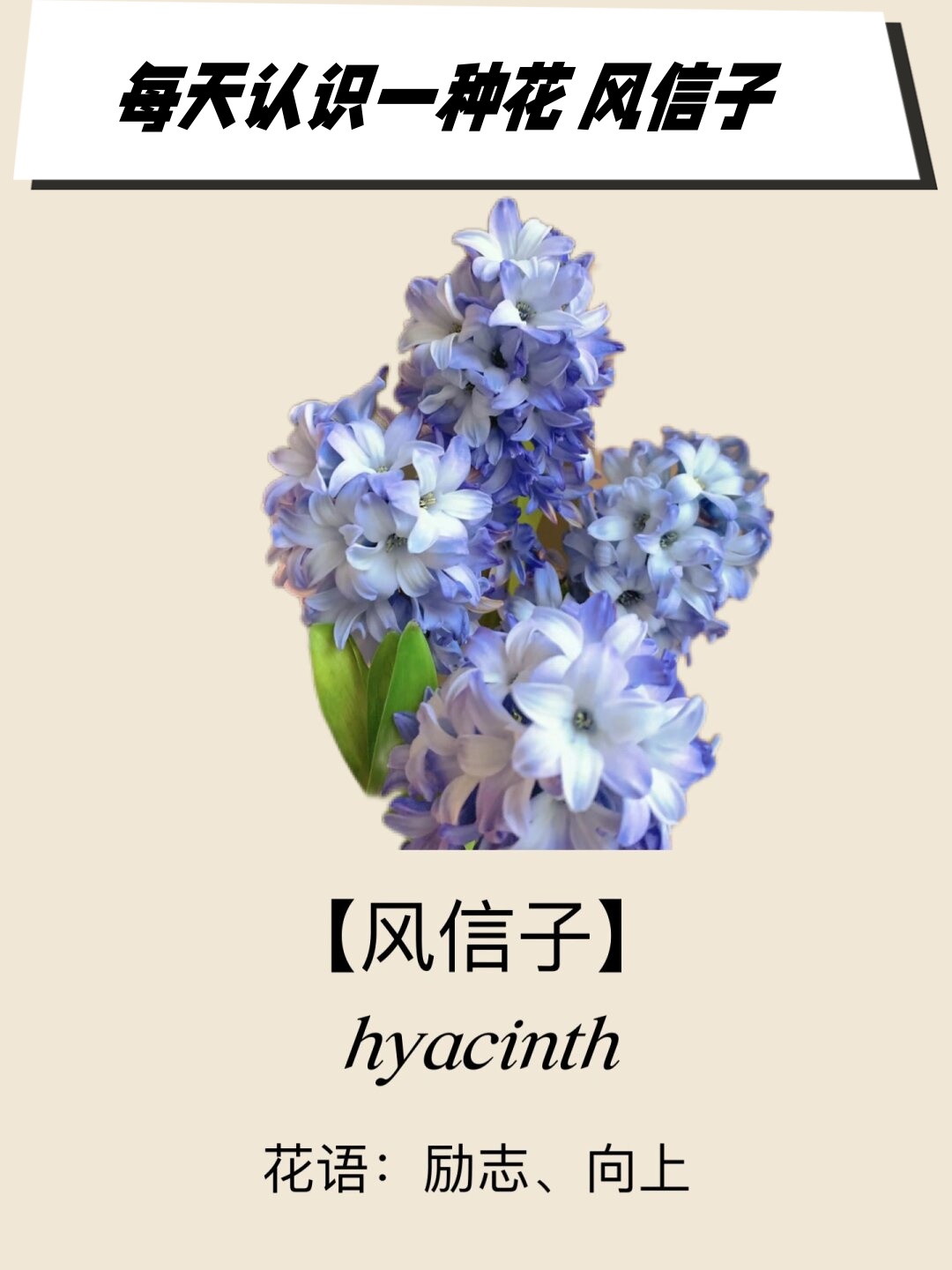 让人感受到生活的美风信子花图片风信子有哪些颜色风信子花风信子的