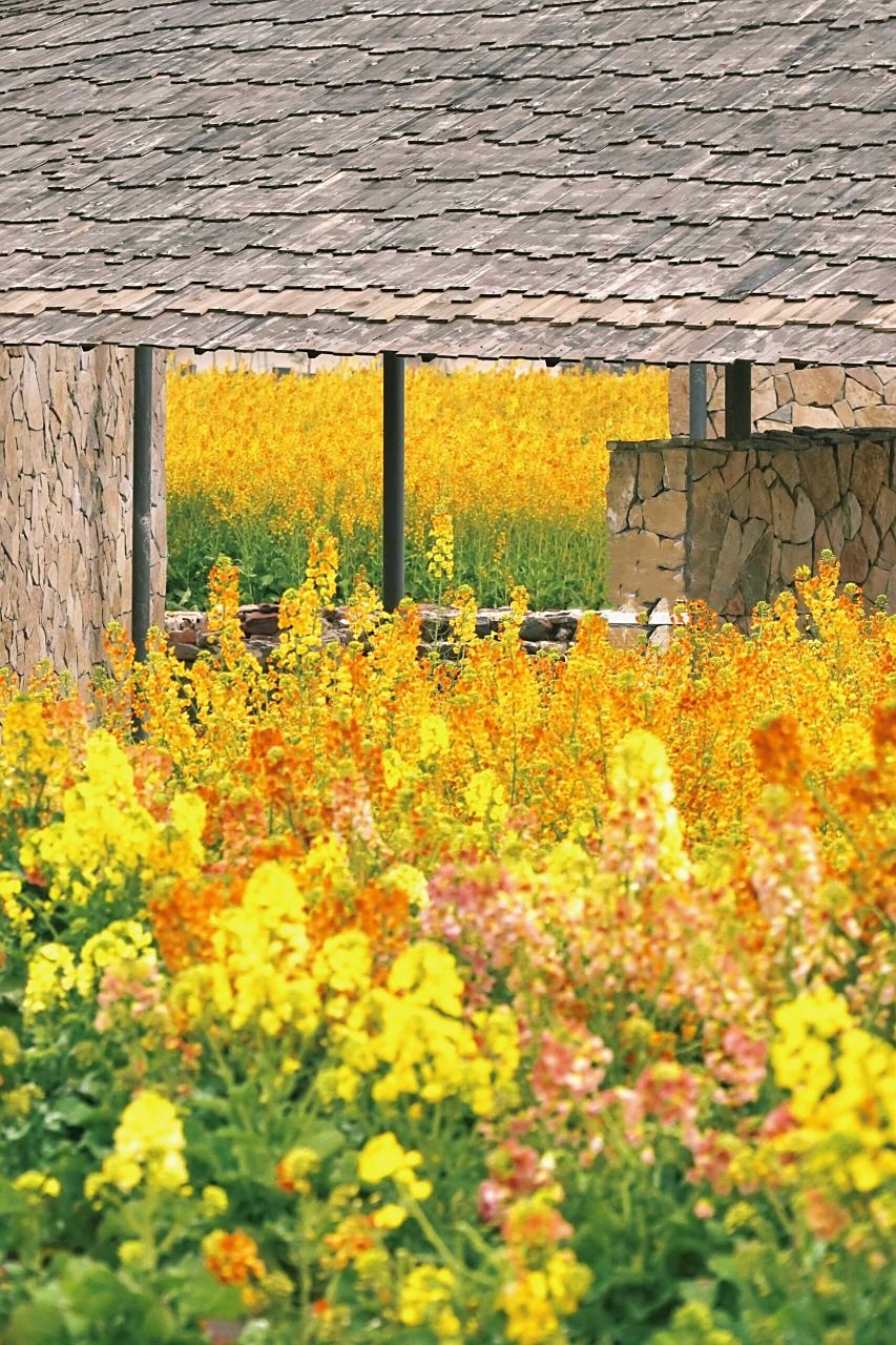 成都彩色油菜花,惊艳了我的春天  90.