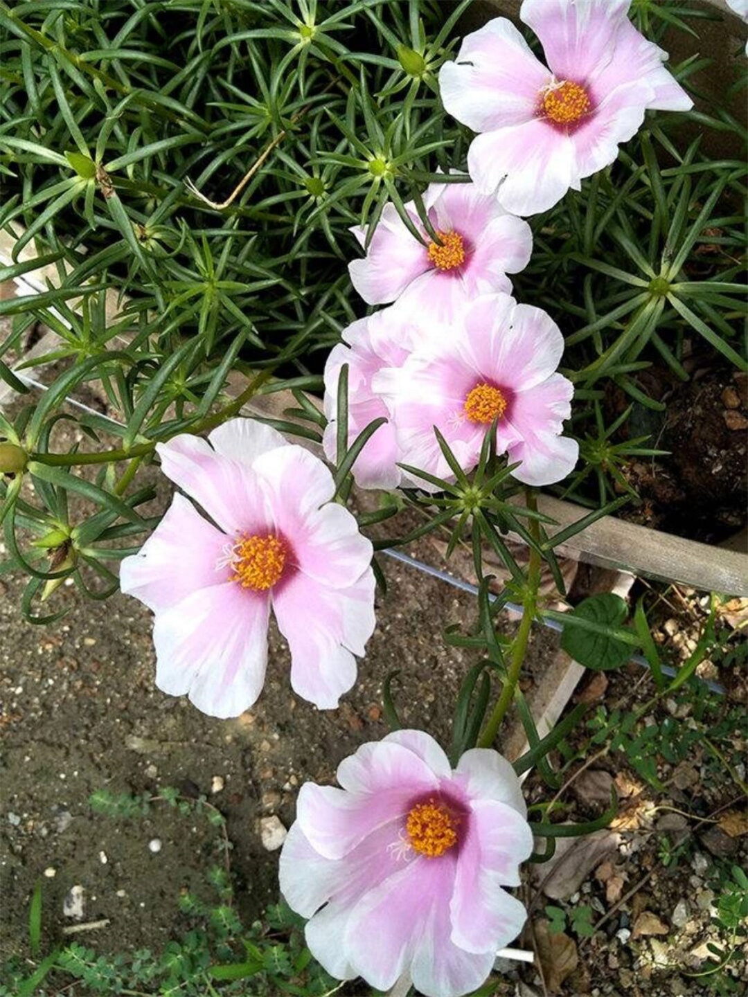 植物 大花马齿苋