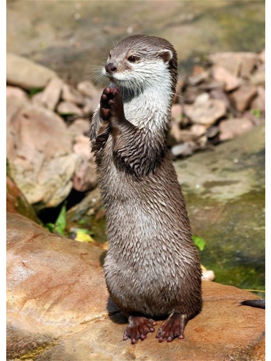 了解一种趣味动物小爪水獭