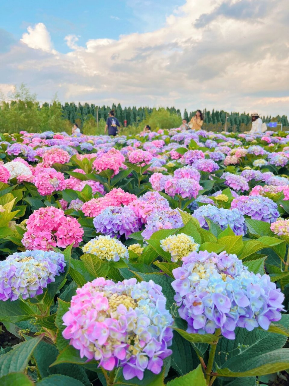 昆明花海景点图片图片