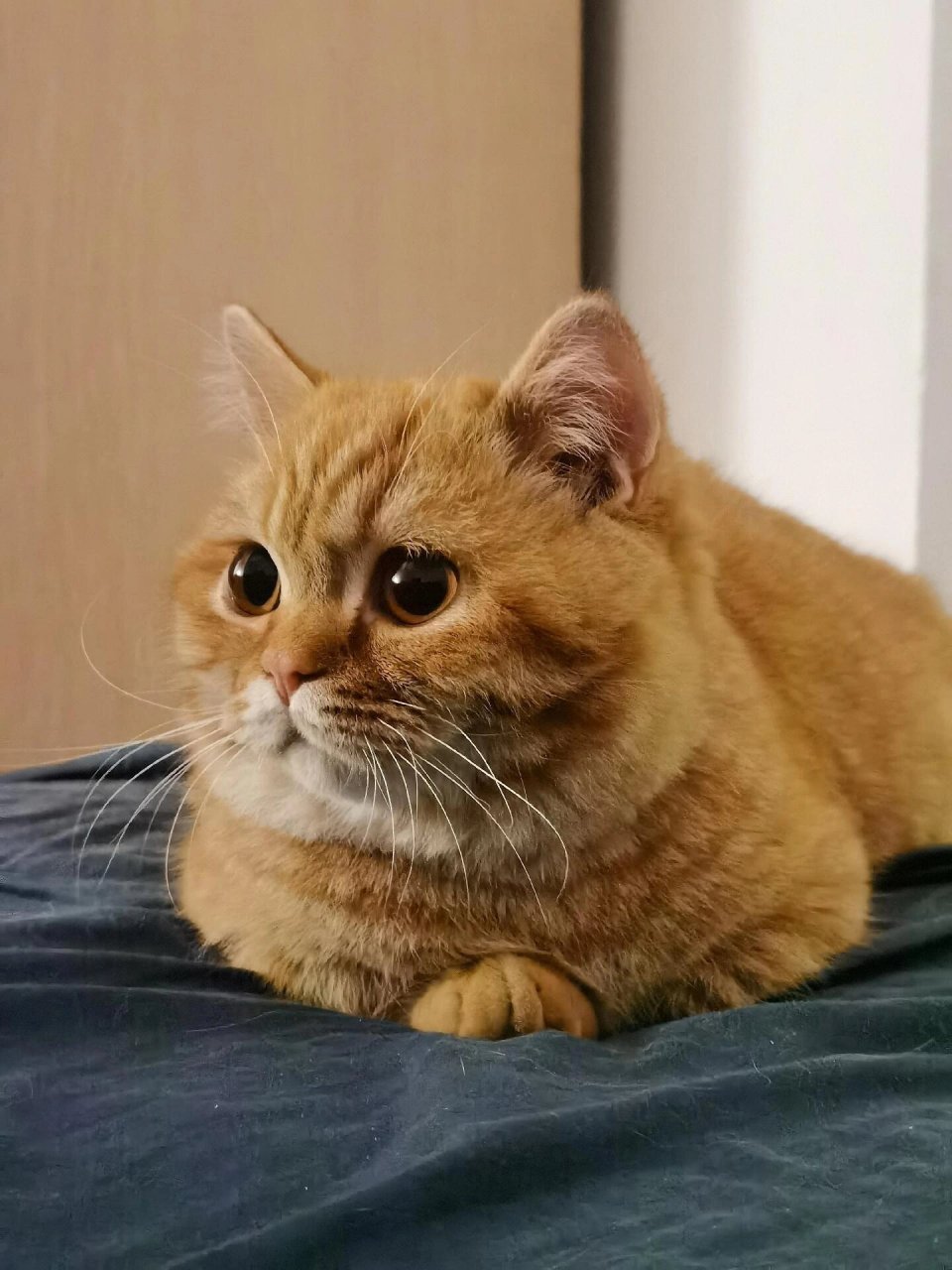 可怜的小眼神  有一天,我在路上看到了一只可怜的小狗狗,它用那种可怜