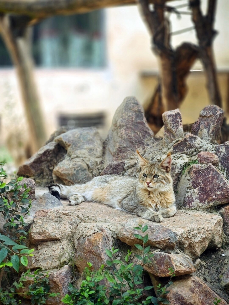 动物02 荒漠猫 felis bieti  93荒漠猫,我国特有珍稀物种,2021年