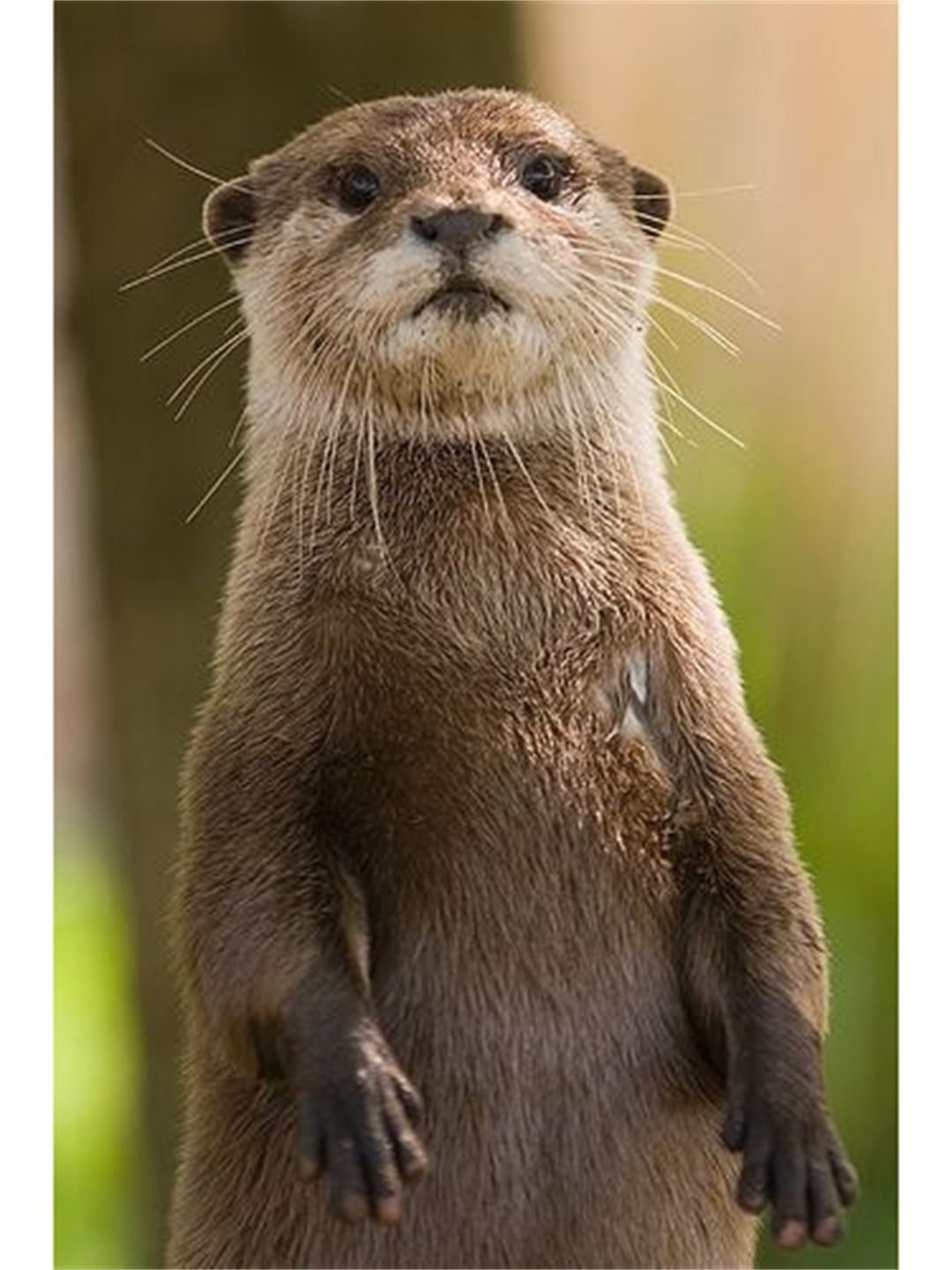 了解一种趣味动物小爪水獭