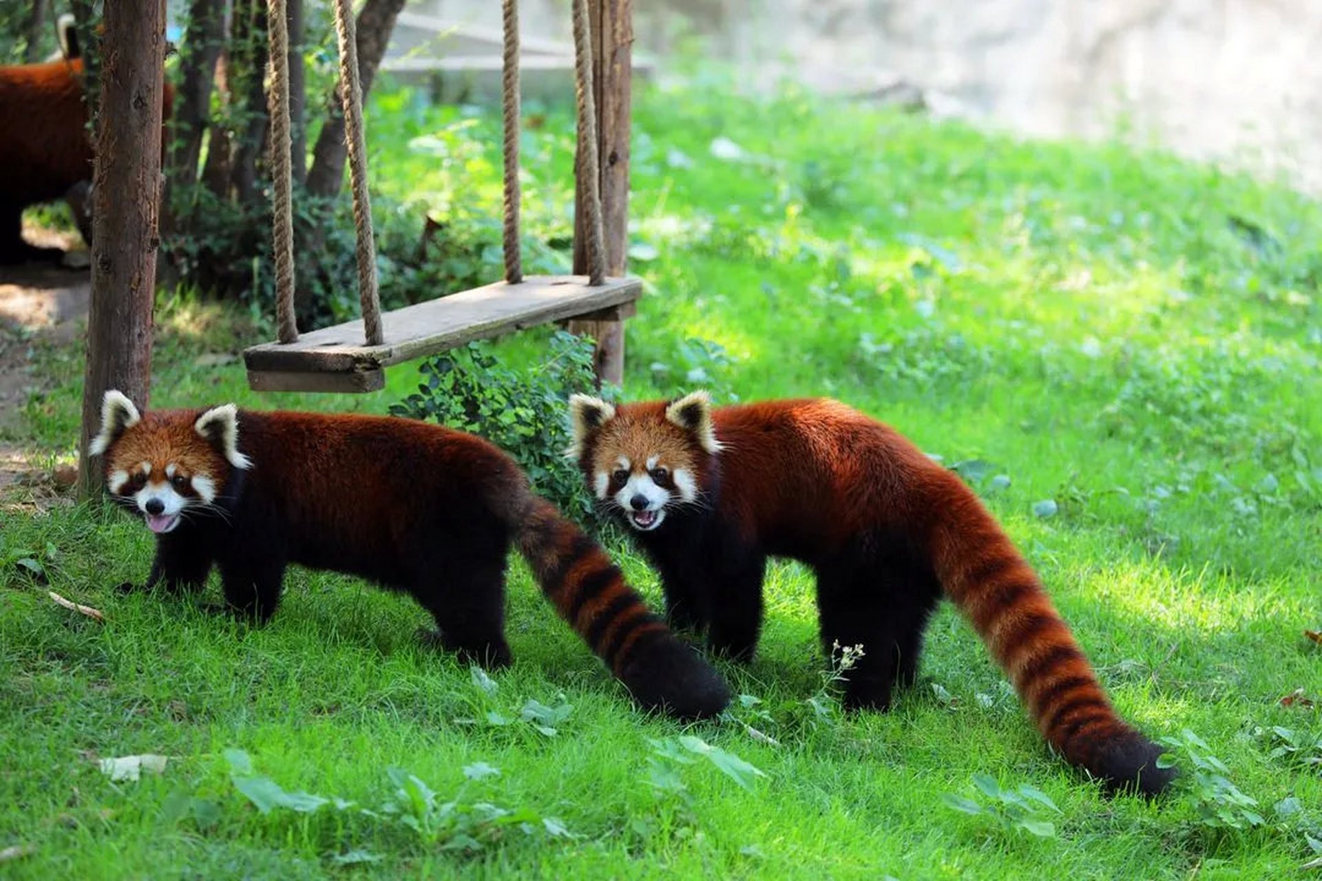 #城市大玩家# 西安秦岭野生动物园,前身为西安动物园.是集野生动物移