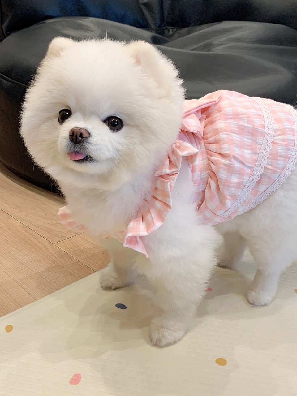 超级无敌无敌可爱博美犬  天天气特别好,我的主人带我出去散步.