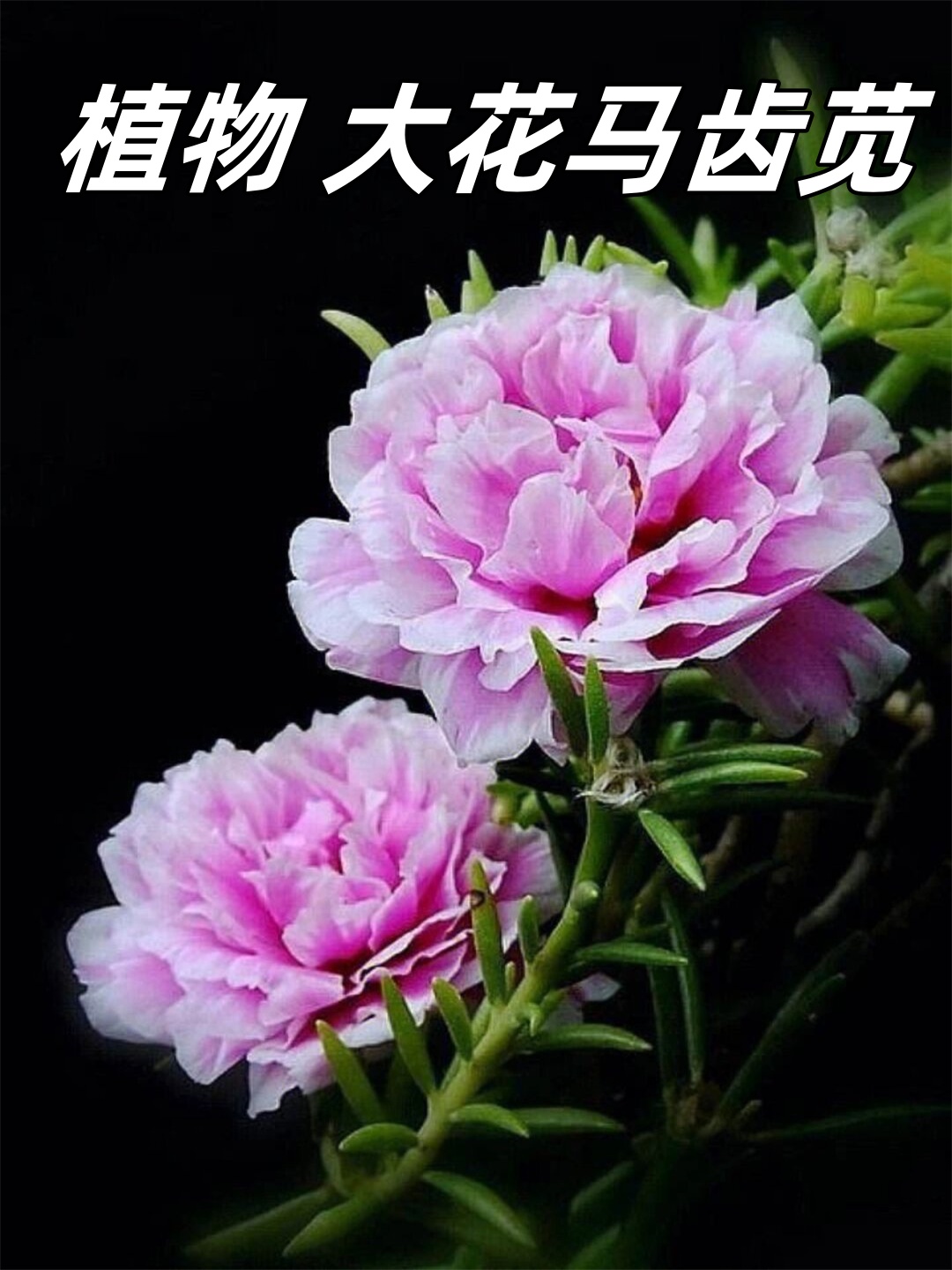 它的花朵大而鲜艳,色彩丰富,简直就像是大自然中的