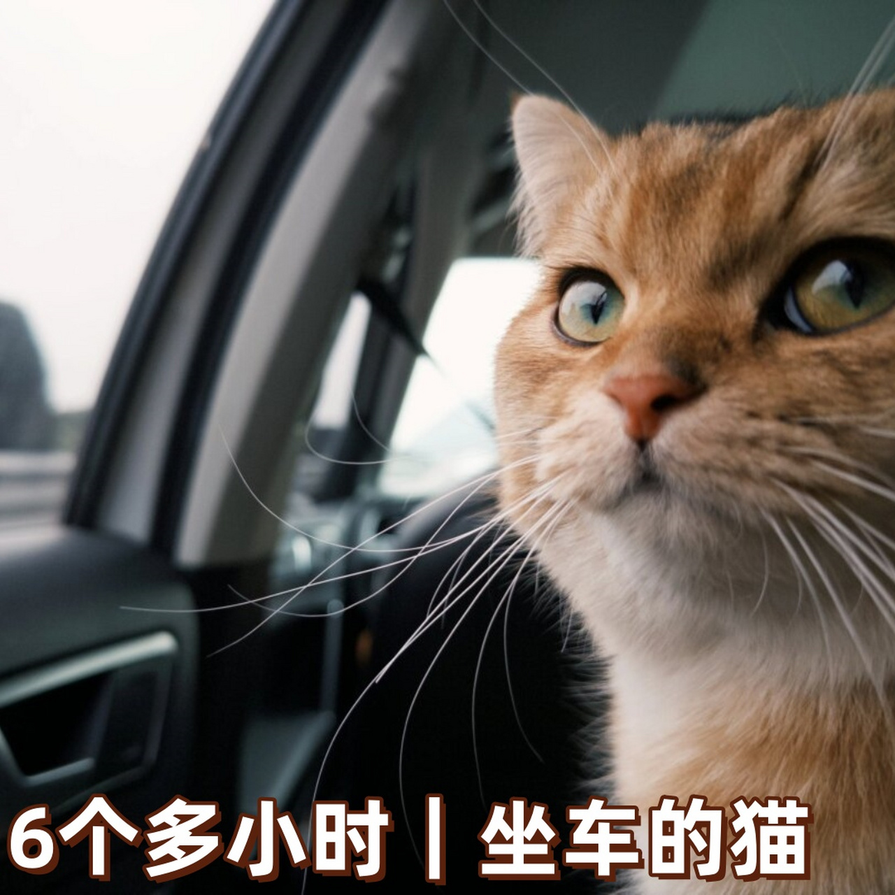 坐车的猫