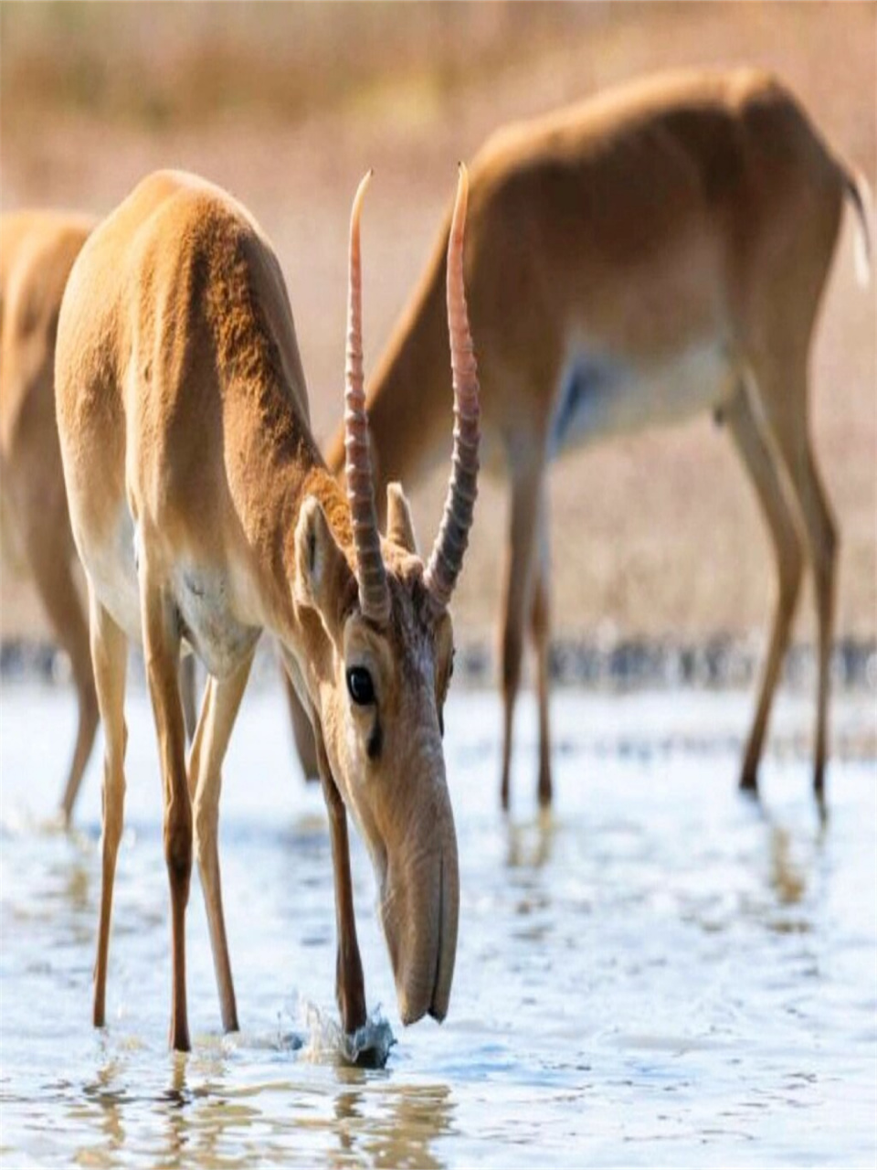 国家一级保护动物 高鼻羚羊	  98这种可爱的动物有着高高的鼻梁和
