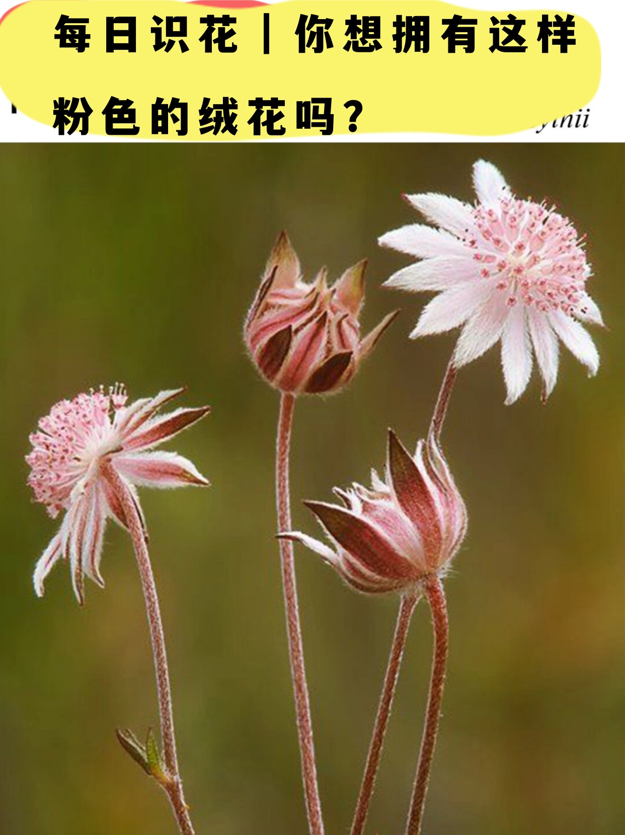 每日识花|你想拥有这样粉色的绒花吗?