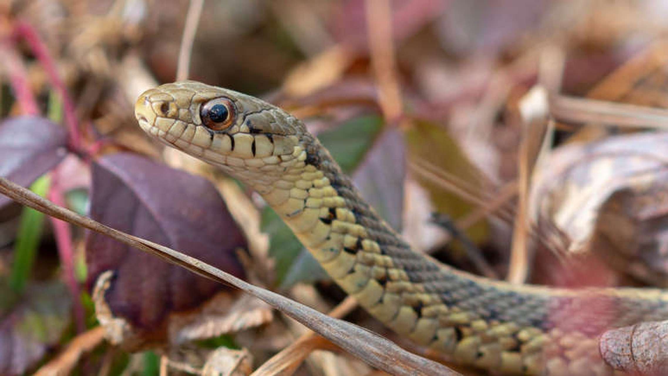 世界上最稀有的蛇类图片