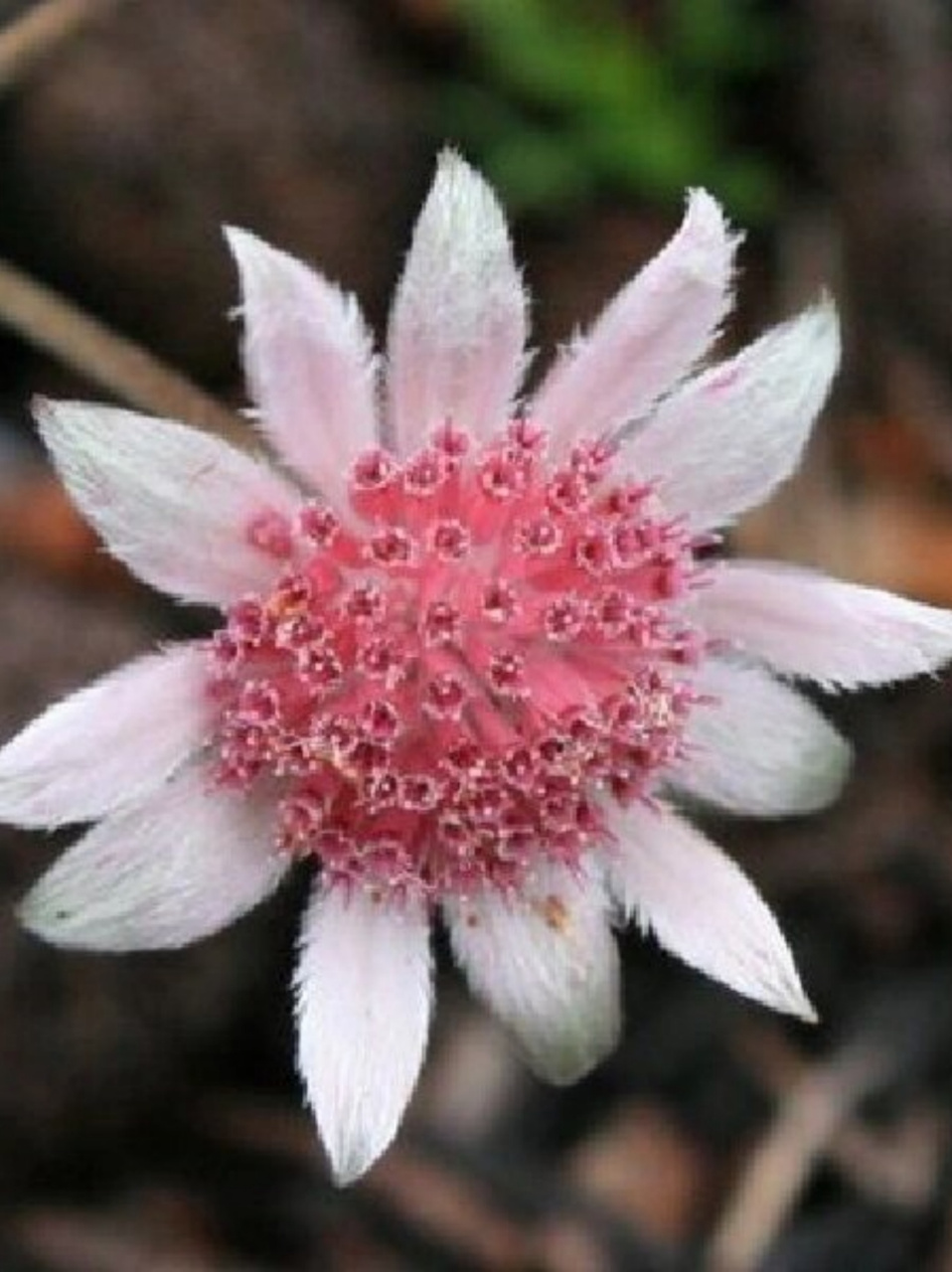 每日识花|你想拥有这样粉色的绒花吗?