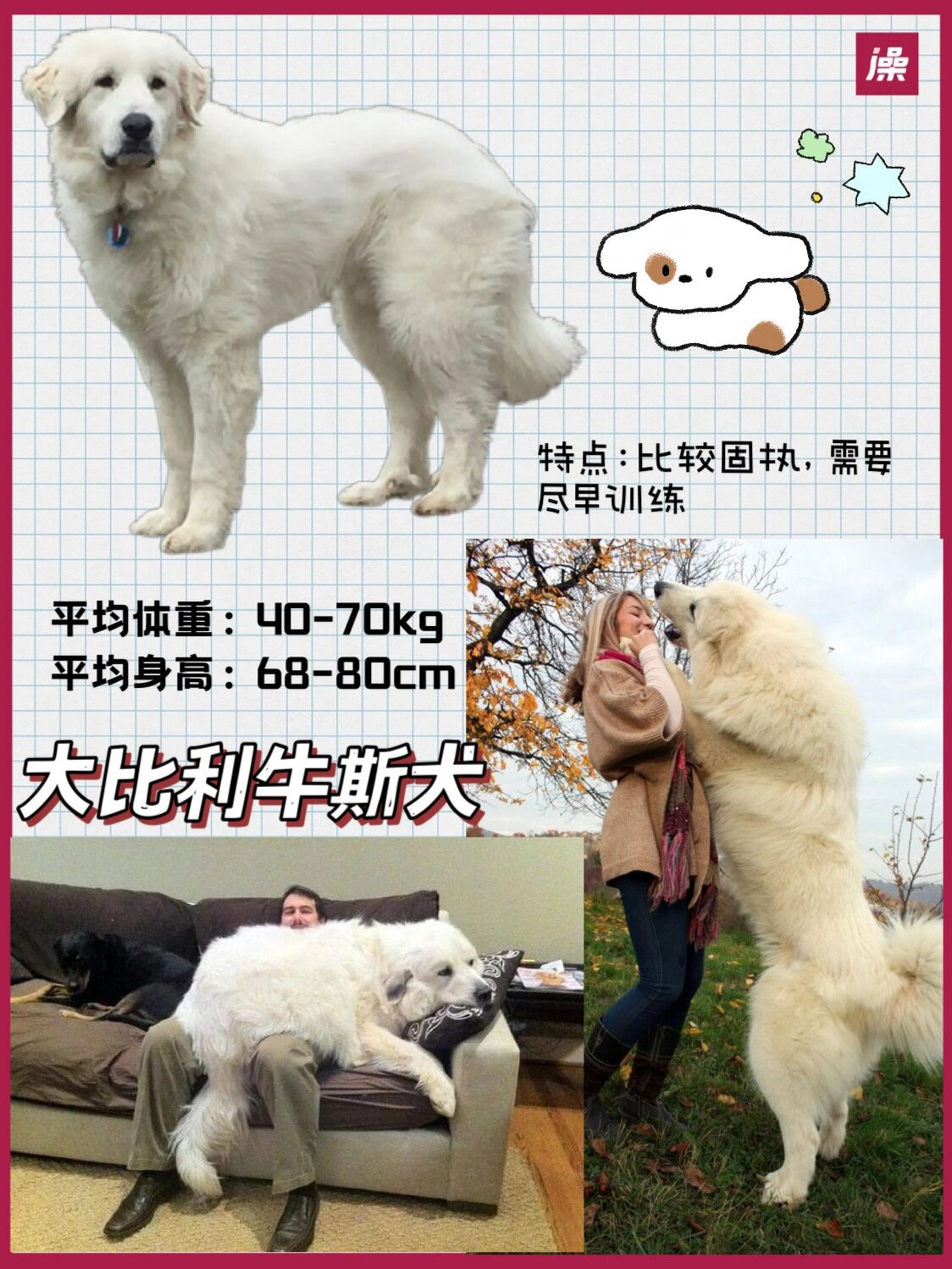 首先是圣伯纳德,它们体型巨大,体重能达到 60-80kg,身高也有 70-76