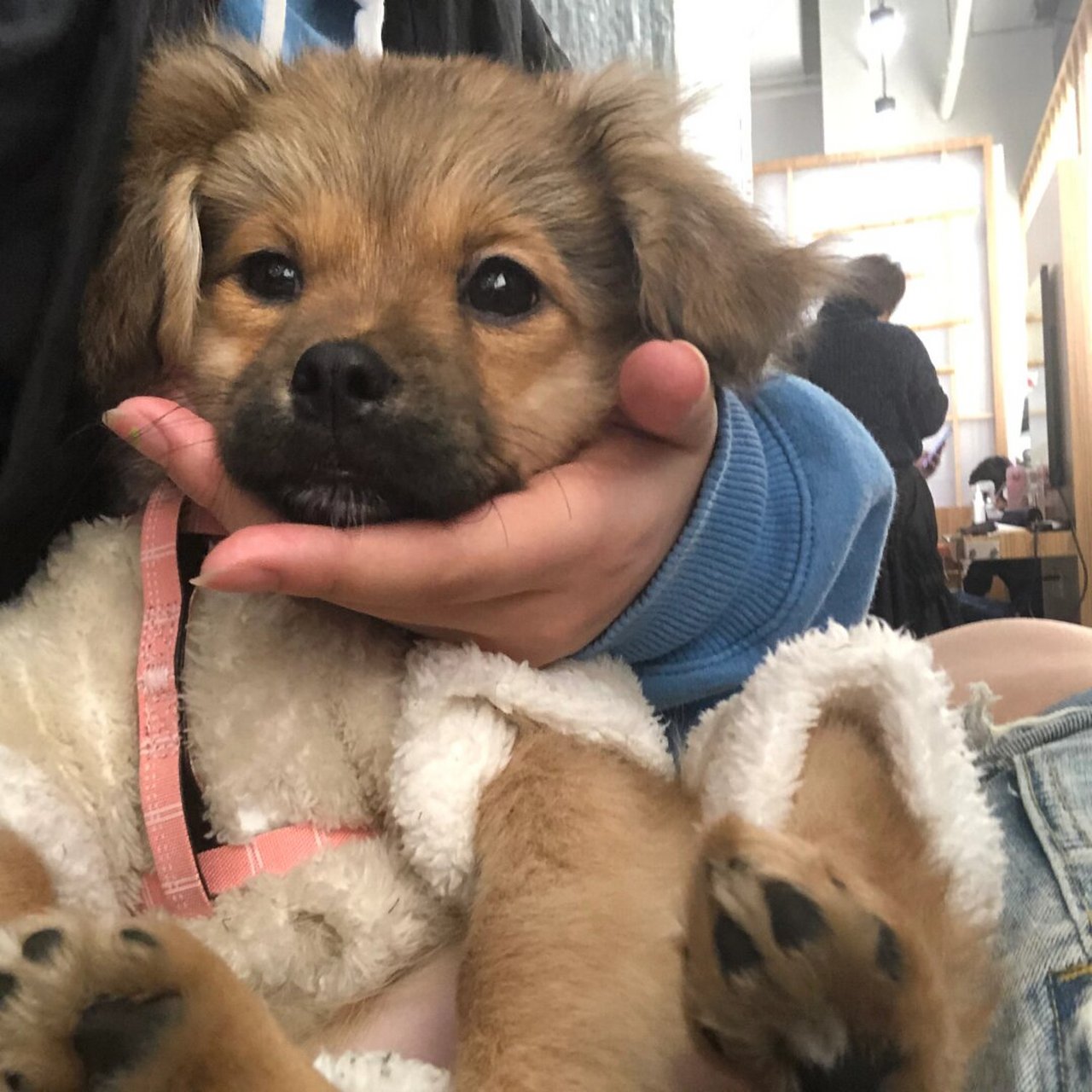 小土狗幼犬才是最可爱的!