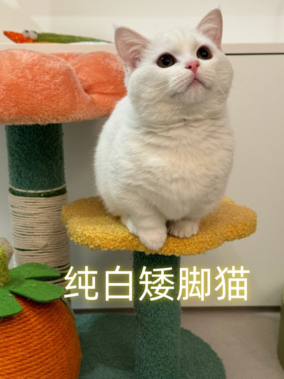 纯白色的猫咪品种图片