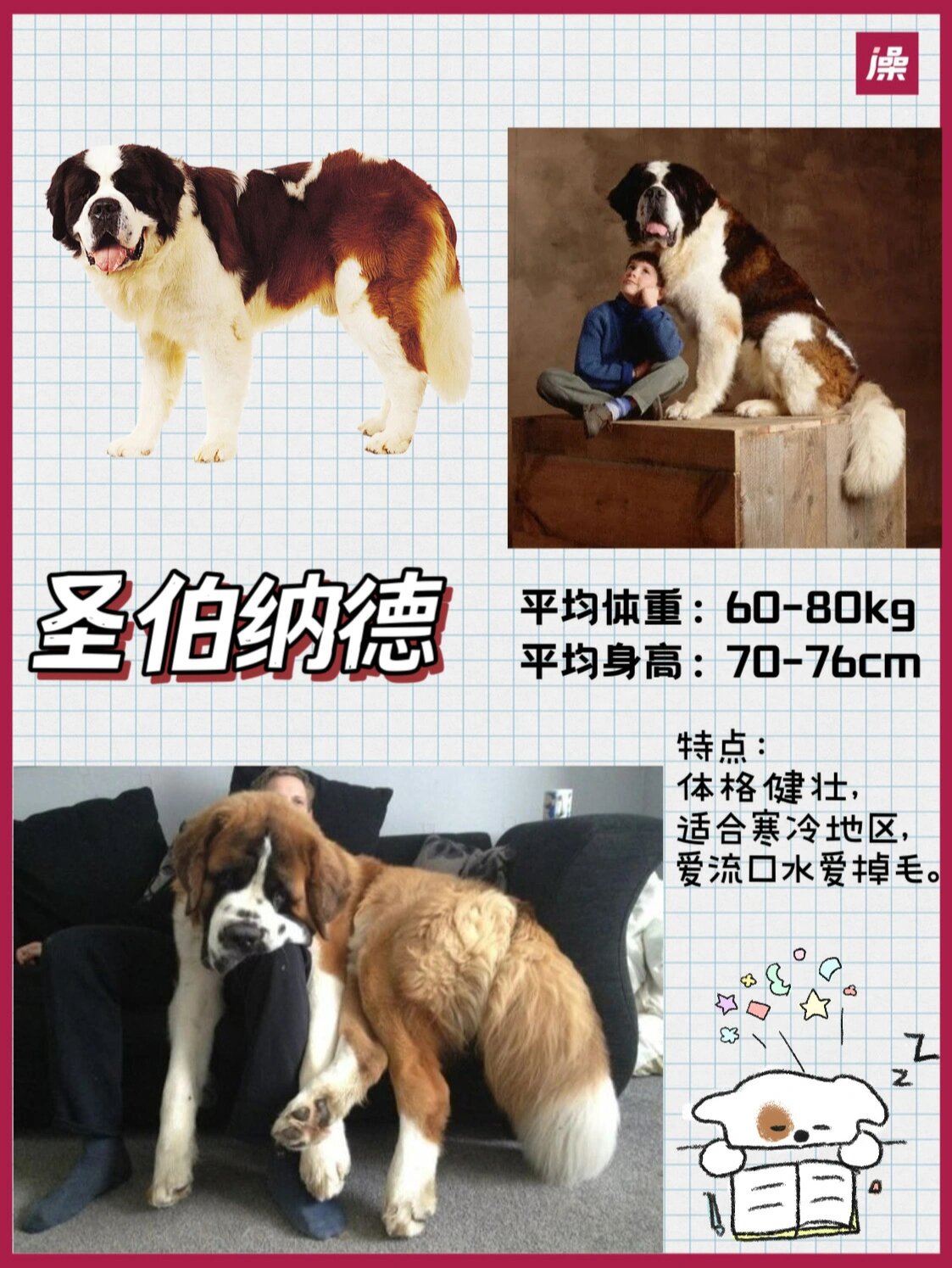 首先是圣伯纳德,它们体型巨大,体重能达到 60-80kg,身高也有 70-76