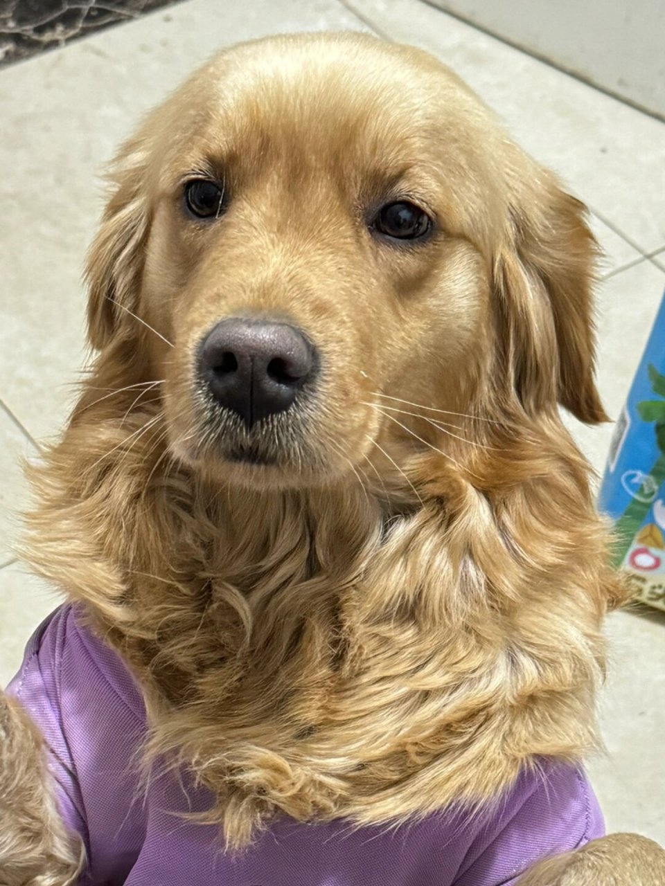 结婚急需金毛狗狗正脸照片!