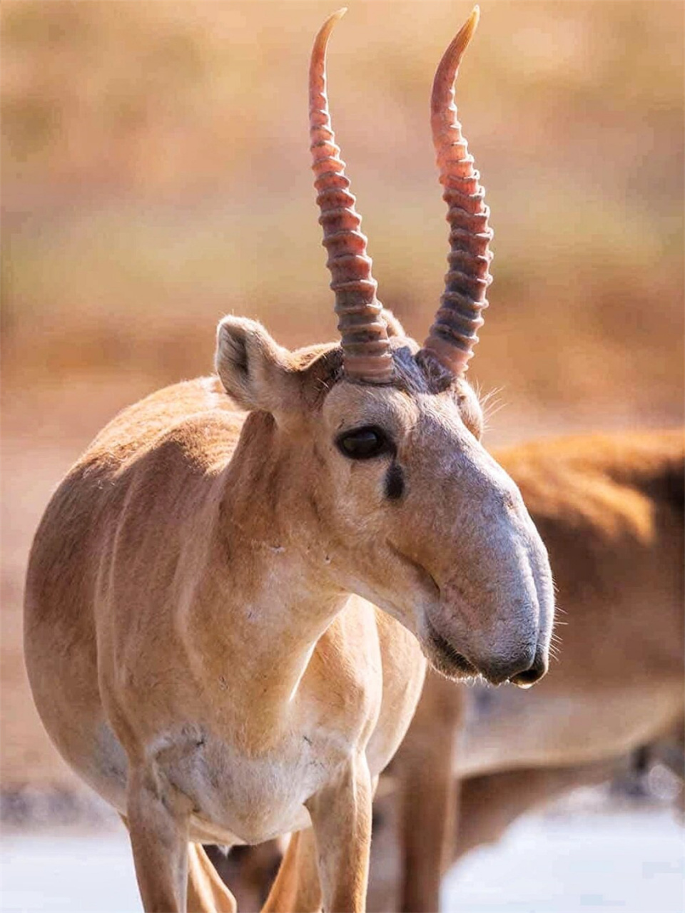 国家一级保护动物 高鼻羚羊	  98这种可爱的动物有着高高的鼻梁和