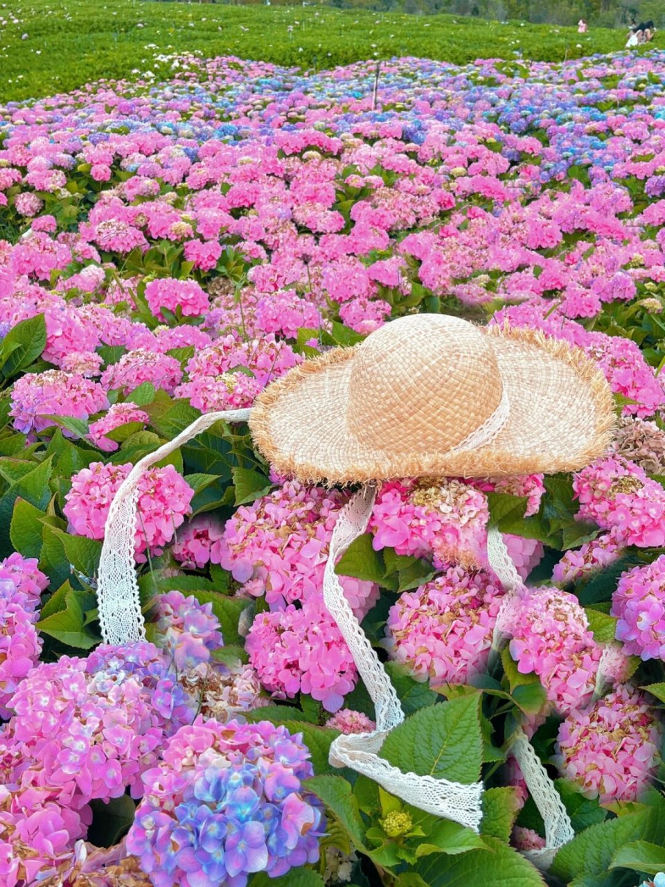 昆明滇池边新晋绣球花海,位于呈贡区古滇精品湿地公园96.