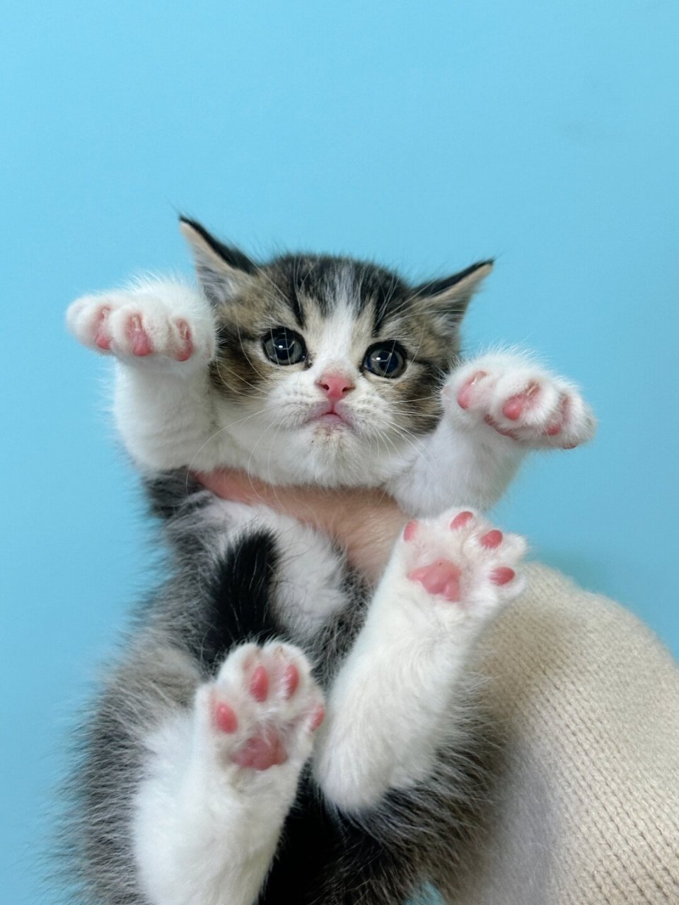 移动的表情包  喵星人撒娇卖萌来袭!