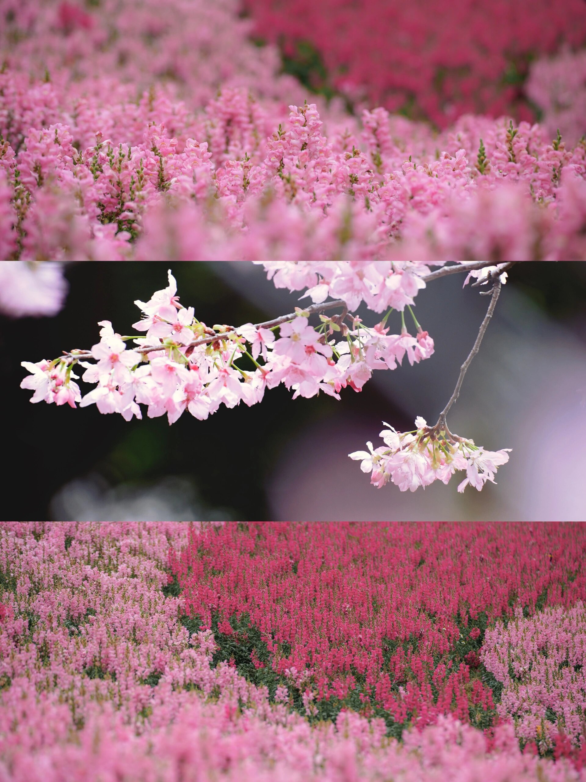 粉色的樱花如云似霞,微风吹过,花瓣纷纷飘落,宛如一场梦幻的樱花雨.