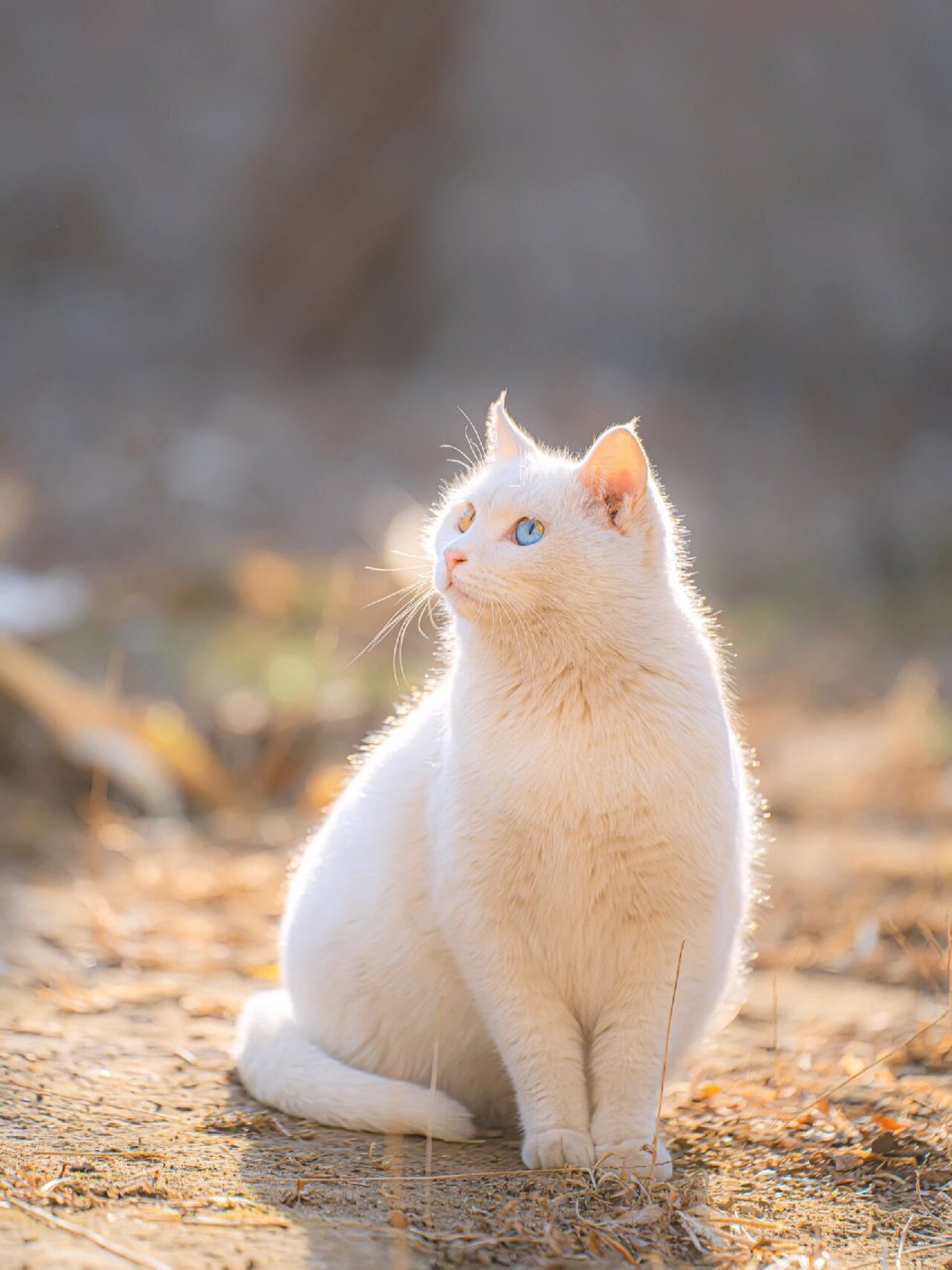 第一次拍到单瞳双色猫猫 当我看到它的那一刻,我简直被它的美丽所