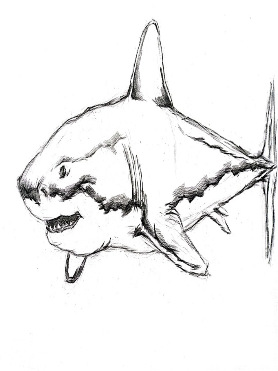 大白鲨鱼创意素描绘画	