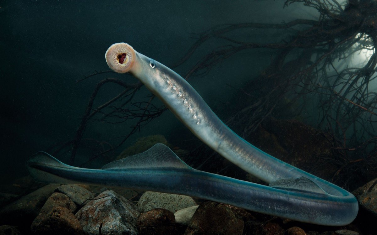 最骇人的生物之一,以血液为食的七鳃鳗,看一眼吓软腿!