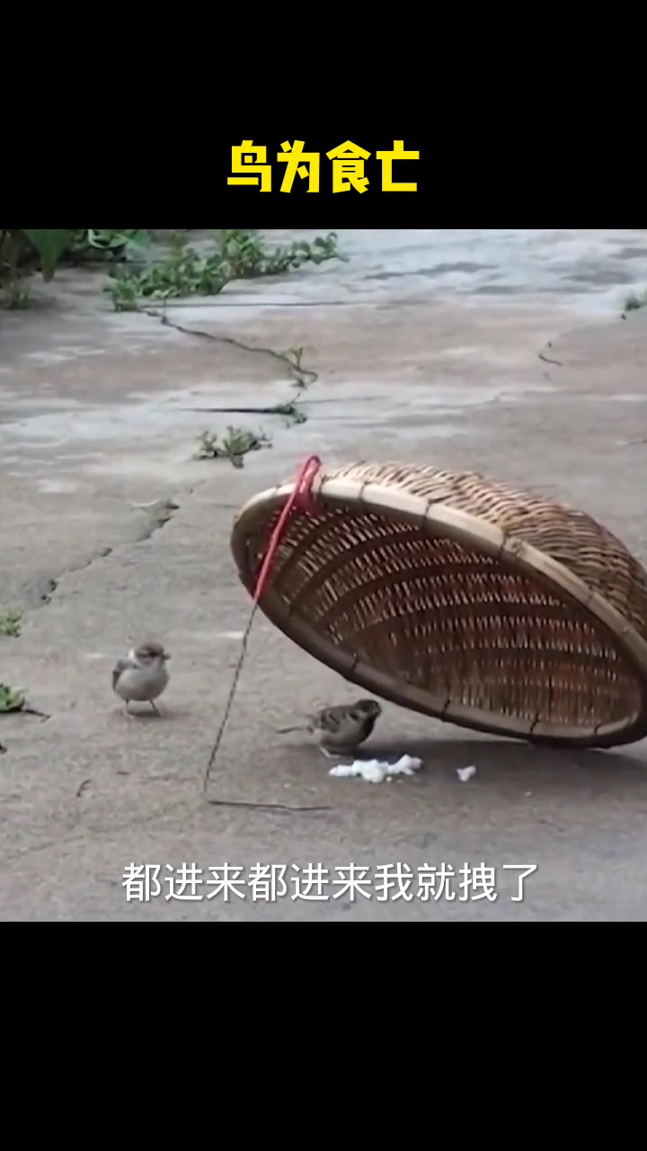 鸟妈妈从陷阱里叼出食物喂给小鸟,给我看哭了,母爱伟大