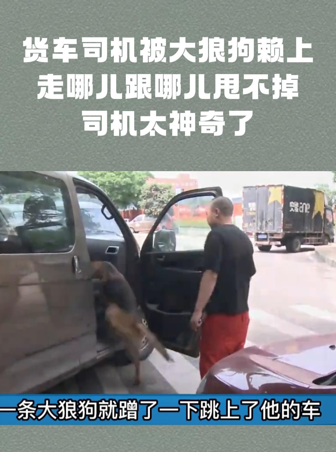 货车司机被大狼狗赖上走哪儿跟哪儿甩不掉司机太神奇了