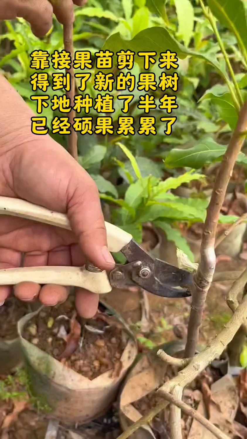 用靠接的方法嫁接果树成活率很高,结果也是非常快-度小视