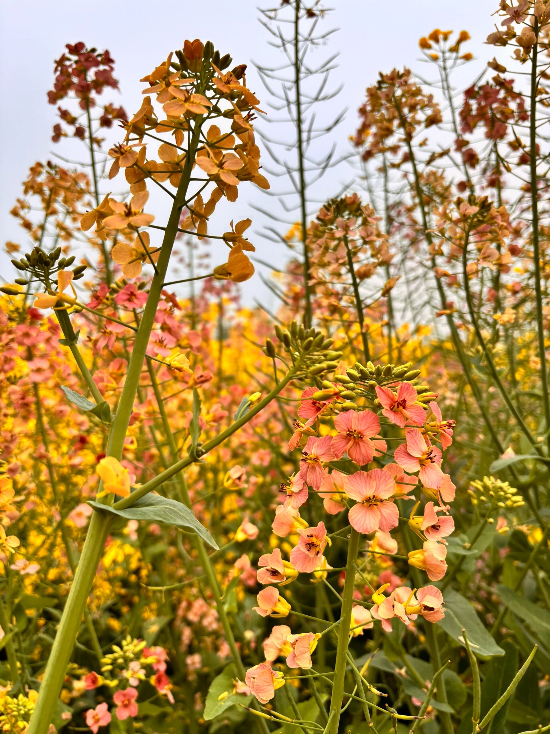 泸县油菜花图片