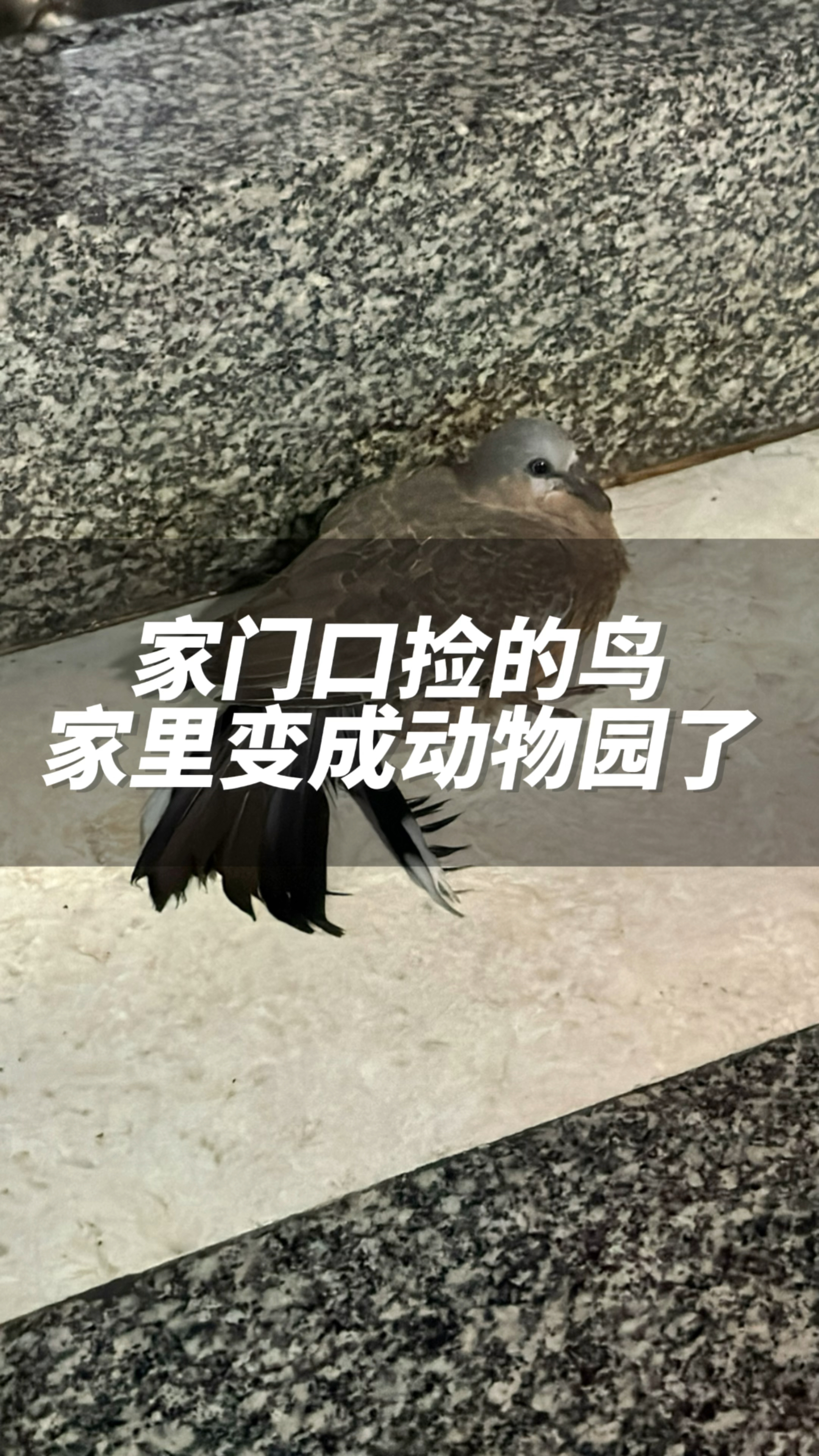 门口捡到一只瘦弱的受伤小鸟,我要把你治好而且喂胖再放生