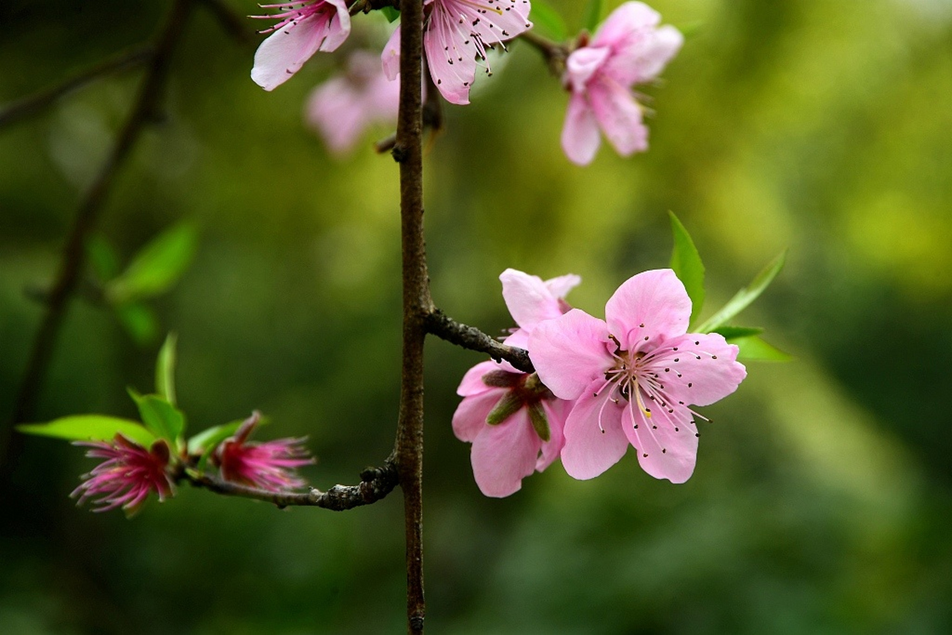 浙江金华的桃花竞相绽放,缀满枝头,一派春意盎然的景象.